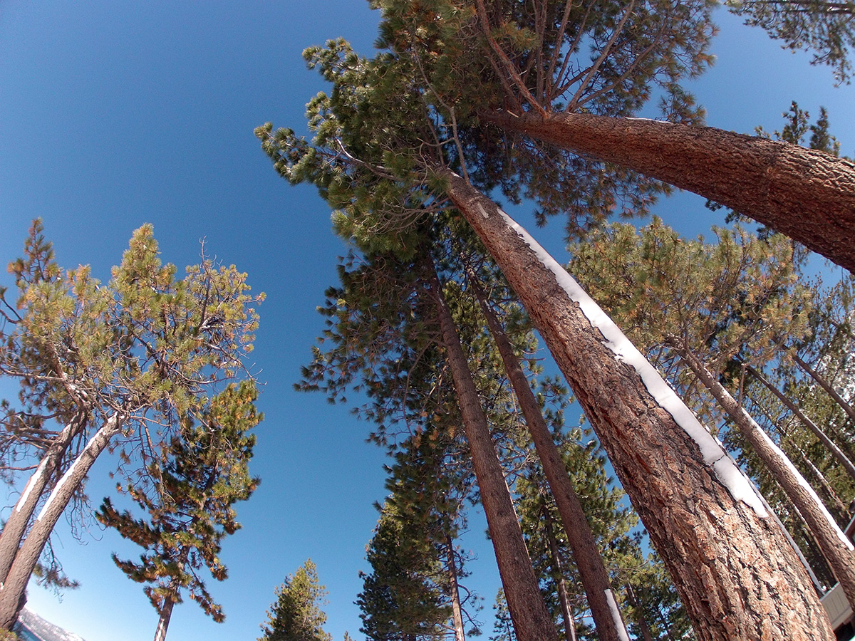 st. james trees