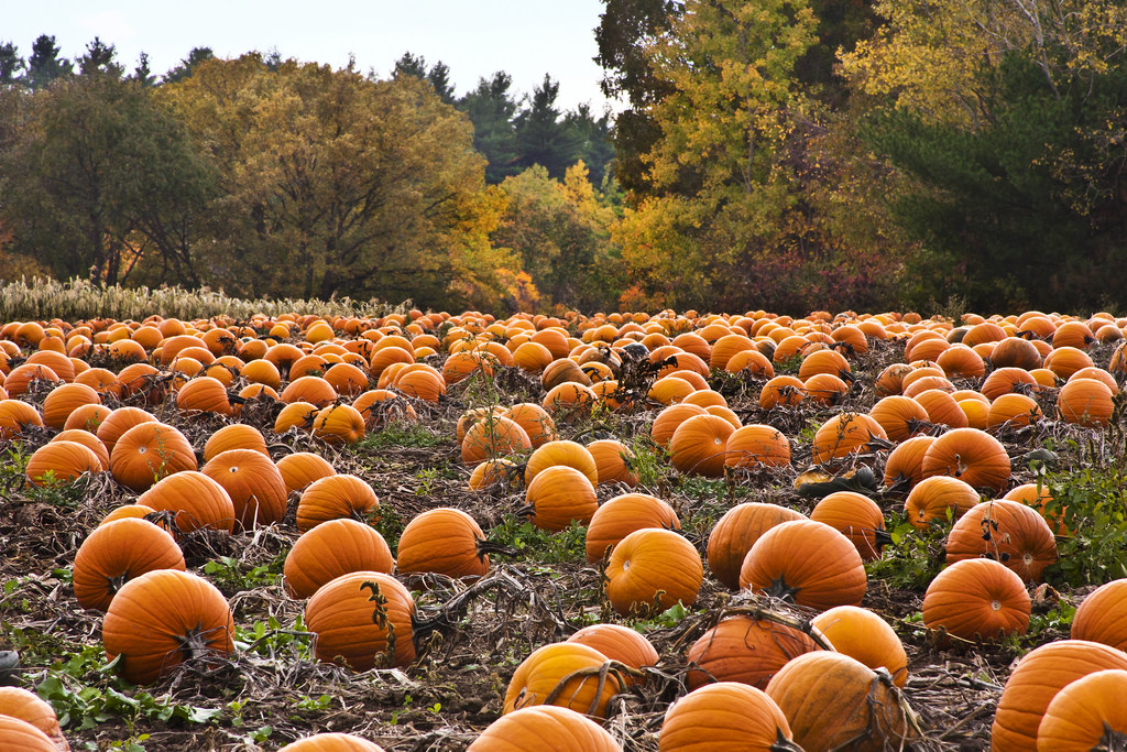 Looking for Fall Fun? Head to the Reno Pumpkin Patches! St. James's